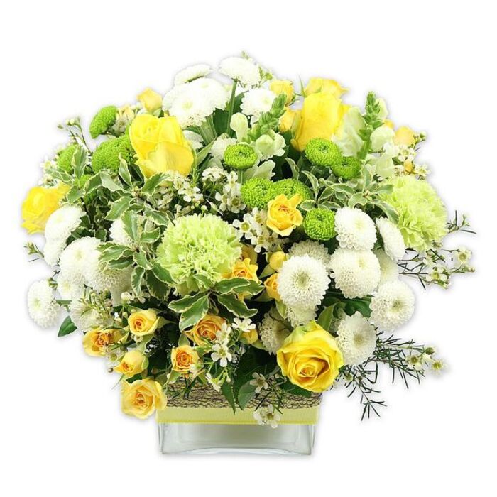 A lush, rounded floral arrangement in a low, rectangular clear glass vase showcases a cheerful blend of sunny yellow, bright lime green, and crisp white blooms, set against a pure white background that lets every detail shine, much like a carefully placed centrepiece in a Clapham flat with big sash windows. The design is anchored by striking yellow roses, some unfurled into full, velvety spirals, others still tightly budded, giving the composition a sense of life and progression. Scattered among them are clusters of yellow spray roses, each stem carrying multiple petite flowers that add depth and a delicate, tapestry-like texture. White pompom chrysanthemums form tight, spherical cushions between the roses, their densely packed petals creating an inviting softness. Lime green button chrysanthemums bring playful, button-like dots of colour, while larger, frilly pale green blooms-suggestive of ruffled carnations or decorative green mums-add volume and a gentle, airy movement to the dome-shaped silhouette. The bouquet is generously framed by varied greenery: broad, variegated leaves with creamy edges lend an elegant structure, while finer, darker foliage and filler greens weave through the arrangement, giving it a natural, garden-fresh character. Tiny, starry white filler flowers appear here and there, lifting the design with a light, almost sparkling effect. The glass vase is wrapped at the centre with a band of rustic, bark-like or woven material, over which lies a soft, pale yellow ribbon, echoing the tones of the roses above and adding a hand-crafted charm. This arrangement radiates warmth and joy, perfect as a birthday surprise delivered across Clapham, from Abbeville Village to Clapham Old Town, or as a welcoming floral accent for a relaxed weekend brunch with friends.